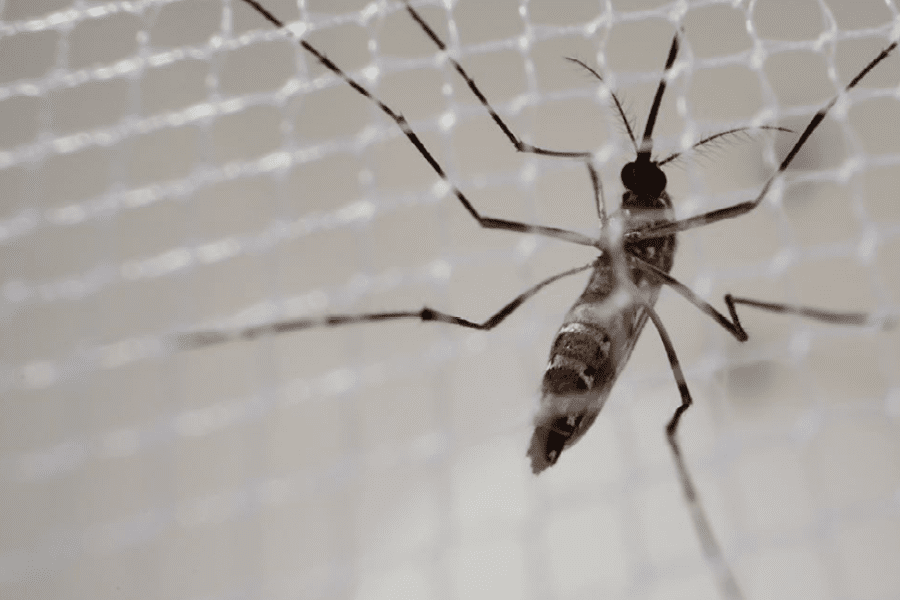 喷雾笼内的蚊子进行效能测试